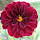 Roane Swindon's profile photo