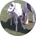 Stal Veldhoeve Manege & Trainingsstal - Webshop in ruitersport artikelen/Equimatch - Lunteren