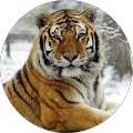 J S