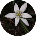 Avatar de Fleur.a