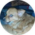Hundesalon Princess Jules - Werl