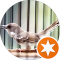 review kicau manuk