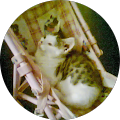 Avatar de kebiri.a