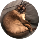 CutyPatooty Siamese