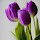 pboed...@gmail.com's profile photo