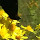 in...@jakobskruiskruid.com's profile photo