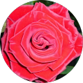 Avatar de Roses.u