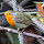 Astrobirder's profile photo