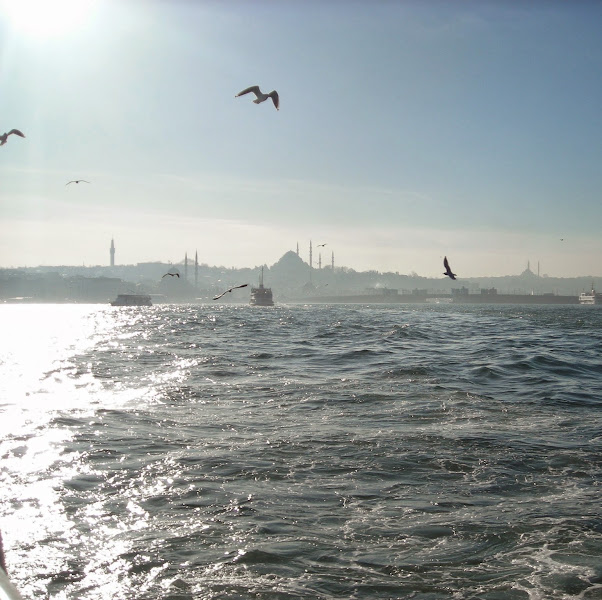 Duru veteriner kliniği foto 4