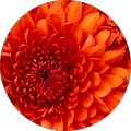 Avatar de Célestine.i