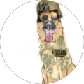 cão soldado