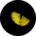 Avatar de Daniel.l