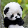 Photo of Dave Savard