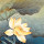 Live Lotus's profile photo