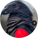 Brian Creel's profile image