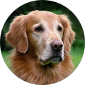Hundesportverein Exten eV - Extertal
