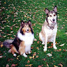 Photo of Penny Rusty Sophie