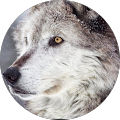 Avatar de maewenn.