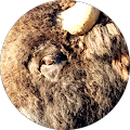 Community member