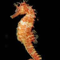 Seahorse 1