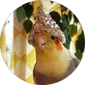 Avatar de Волжский.
