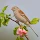 Round Sparrow's profile photo