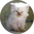 Avatar de Evelyne.a