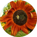 User profile - Jen Bowen.