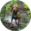 Hundeschule DHK - Moers
