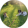 CT Dog Services,Inc - Louisiana - Downsville, Louisiana