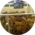 Glacial Lakes Livestock - Watertown, South Dakota