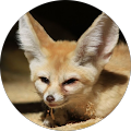 Avis de Fennec.4 avec une note de 5 sur 5