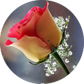 G+D CARGO SERVICES - Modesto, California