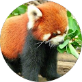 Avis de RedPanda. avec une note de 5 sur 5