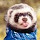 Rayhne's profile photo