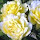 Luna Ahmad Ghannam's profile photo