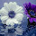 Rachida NOURINE's profile photo
