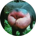 Avatar de Pascal.r