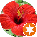 Avis de Hibiscus. avec une note de 2 sur 5