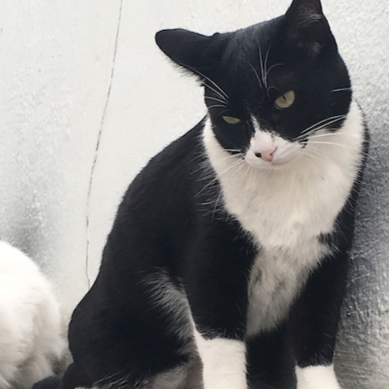 Bigodinhos Clínica Veterinária — foto 3