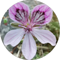 Avis de Erodium. avec une note de 1 sur 5