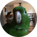 Koko