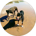 Fat Dogz Cafe - Hammett Street - Currajong, Queensland