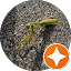 Chカマキリ