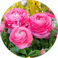 Avatar de Marie-Claude.G