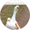 EM0tional Goose