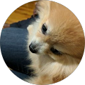 Community member