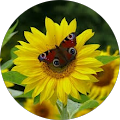 Avatar du profil de Mandy F