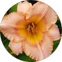 Google Maps profile picture of Linda Suskie
