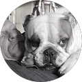 Avatar de MrVollenbroek.